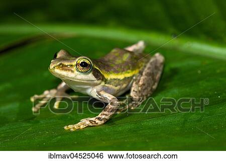 Stock Photograph - Frog (Boophis microtympanum) on one leaf, Ranomafana National Park, Madagascar, Africa. Fotosearch
