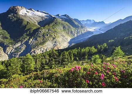Fusshörner, Wannenhörner and Aletsch Glacier, Switzerland, Europe View Large Photo Image Stock Photograph - Fusshörner, Wannenhörner and Aletsch Glacier, Switzerland, Europe. Fotosearch