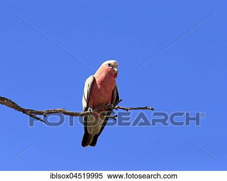 Stock Photography - Galah (Eolophus roseicapillus), adult on tree, on branch, Sturt National Park, New South Wales, Australia, Oceania. Fotosearch