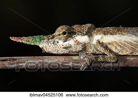 Gallus Chameleon (Calumma gallus), male, Andasibe National Park, Madagascar, Africa View Large Photo Image Stock Photograph - Gallus Chameleon (Calumma gallus), male, Andasibe National Park, Madagascar, Africa. Fotosearch