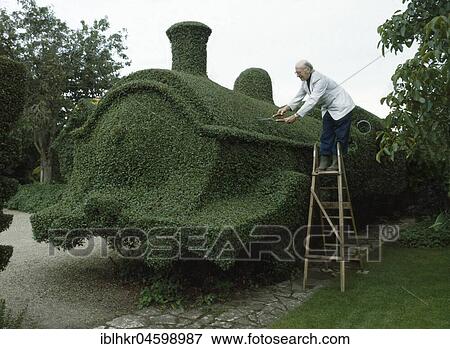 Gardener cuts draught from a hedge, England, Great Britain View Large Photo Image Stock Photo - Gardener cuts draught from a hedge, England, Great Britain. Fotosearch