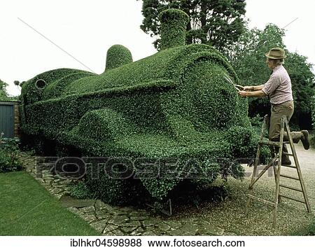 Gardener cuts draught from a hedge, England, Great Britain View Large Photo Image Stock Photo - Gardener cuts draught from a hedge, England, Great Britain. Fotosearch