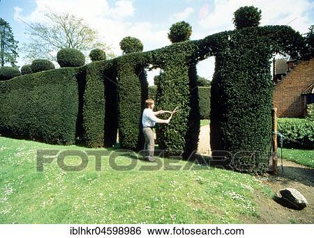Gardener cuts human figures from a hedge, England, Great Britain View Large Photo Image Stock Photograph - Gardener cuts human figures from a hedge, England, Great Britain. Fotosearch