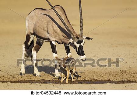 Gemsbok (Oryx gazella) and Black-backed Jackal (Canis mesomelas), the male oryx tries to chase away the jackal from the waterhole, Kalahari Desert, Kgalagadi Transfrontier Park, South Africa, Africa View Large Photo Image Stock Photo - Gemsbok (Oryx gazella) and Black-backed Jackal (Canis mesomelas), the male oryx tries to chase away the jackal from the waterhole, Kalahari Desert, Kgalagadi Transfrontier Park, South Africa, Africa. Fotosearch