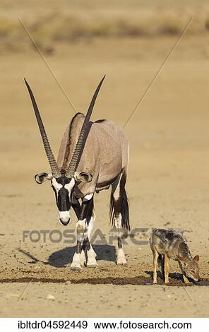 Gemsbok (Oryx gazella) male and Black-backed Jackal (Canis mesomelas), at a waterhole, Kalahari Desert, Kgalagadi Transfrontier Park, South Africa, Africa View Large Photo Image Stock Photo - Gemsbok (Oryx gazella) male and Black-backed Jackal (Canis mesomelas), at a waterhole, Kalahari Desert, Kgalagadi Transfrontier Park, South Africa, Africa. Fotosearch