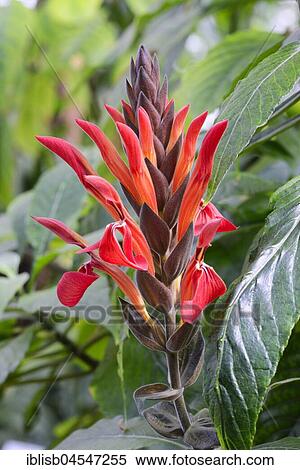 Stock Photography - Giant Blooming Coel (Aphelandra gigantoflora) Occurrence Central America. Fotosearch