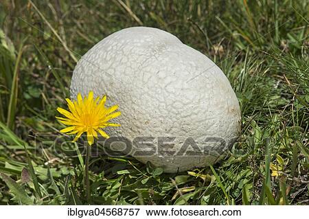 Giant puffball (Calvatia gigantea) in a meadow, Valais, Switzerland, Europe View Large Photo Image Stock Photo - Giant puffball (Calvatia gigantea) in a meadow, Valais, Switzerland, Europe. Fotosearch