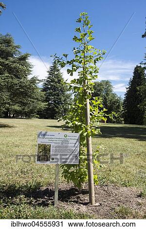 Stock Image - Ginkgo Tree (Ginkgo biloba) from Hiroshima, 2nd generation of the surviving trees after the atomic bomb dropping in 1945, planted 2016 in Ariana Park, European headquarters of the United Nations, UNOG, Geneva, Switzerland, Europe. Fotosearch