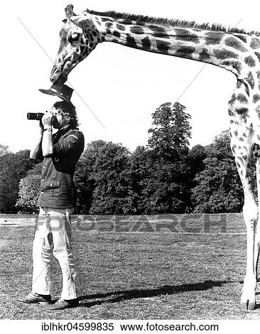 Stock Photography - Giraffe takes Mann's hat away, England, Great Britain. Fotosearch