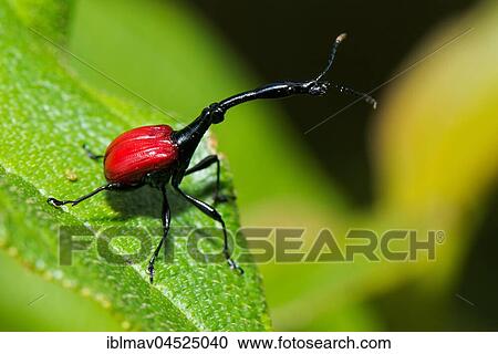Giraffe weevils (Trachelophorus giraffa), Ranomafana National Park, Madagascar, Africa View Large Photo Image Stock Image - Giraffe weevils (Trachelophorus giraffa), Ranomafana National Park, Madagascar, Africa. Fotosearch