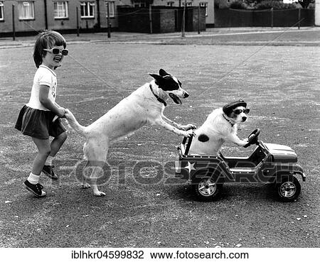 Stock Image - Girl plays with two dogs, England, Great Britain. Fotosearch