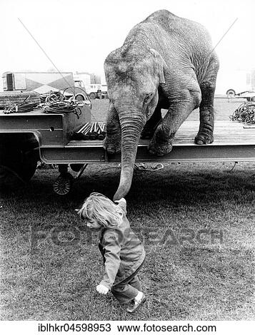 Girl pulls elephant on trunk, England, Great Britain View Large Photo Image Stock Image - Girl pulls elephant on trunk, England, Great Britain. Fotosearch