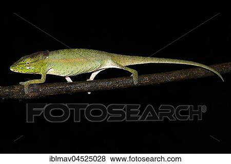 Glaw's Chameleon (Calumma glawi), female, Ranomafana National Park, Madagascar, Africa View Large Photo Image Stock Photo - Glaw's Chameleon (Calumma glawi), female, Ranomafana National Park, Madagascar, Africa. Fotosearch