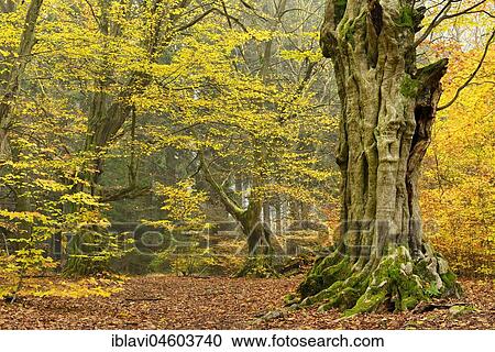 Stock Image - gnarled, old European hornbeams (Carpinus betulus) in autumn, Reinhardswald, Sababurg, Hesse, Germany, Europe. Fotosearch
