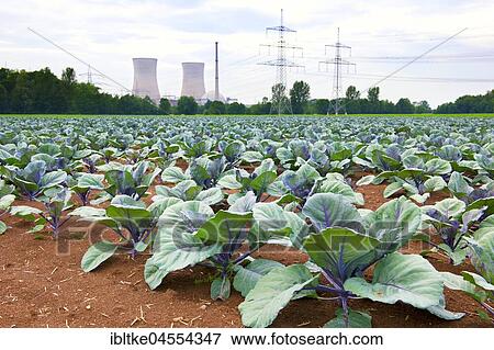 Grafenrheinfeld nuclear power station, field with red cabbage, Lower Franconia, Bavaria, Germany, Europe View Large Photo Image Stock Photo - Grafenrheinfeld nuclear power station, field with red cabbage, Lower Franconia, Bavaria, Germany, Europe. Fotosearch