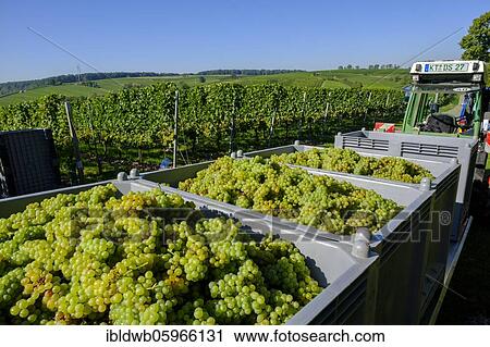 Stock Image - Grape grape grape grape grape grape grape grape grape grape harvest at the Vogelsburg near Escherndorf, in the vineyards, at the Main loop, near Volkach, Main Franconia, Franconia, Lower Franconia, Bavaria, Germany, Europe. Fotosearch
