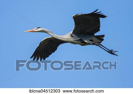 Gray heron (Ardea cinerea) in flight, Baden-Württemberg, Germany, Europe View Large Photo Image Stock Image - Gray heron (Ardea cinerea) in flight, Baden-Württemberg, Germany, Europe. Fotosearch