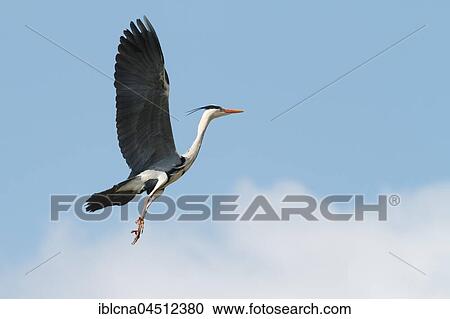 Gray heron (Ardea cinerea) in flight, Baden-Württemberg, Germany, Europe View Large Photo Image Stock Image - Gray heron (Ardea cinerea) in flight, Baden-Württemberg, Germany, Europe. Fotosearch