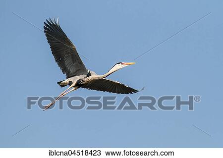 Gray heron (Ardea cinerea) in flight, Baden-Württemberg, Germany, Europe View Large Photo Image Stock Image - Gray heron (Ardea cinerea) in flight, Baden-Württemberg, Germany, Europe. Fotosearch