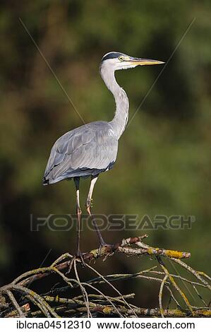 Gray heron (Ardea cinerea) standing on branch, Baden-Württemberg, Germany, Europe View Large Photo Image Stock Image - Gray heron (Ardea cinerea) standing on branch, Baden-Württemberg, Germany, Europe. Fotosearch
