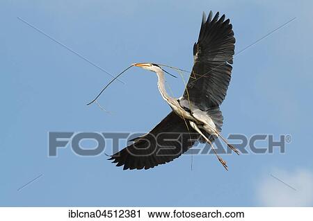Stock Image - Gray heron (Ardea cinerea) with nesting material in flight, Baden-Württemberg, Germany, Europe. Fotosearch