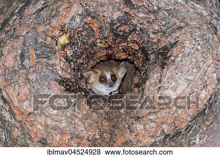Gray mouse lemur (Microcebus murinus) in tree cave, Kirindy National Park, Madagascar, Africa View Large Photo Image Stock Photo - Gray mouse lemur (Microcebus murinus) in tree cave, Kirindy National Park, Madagascar, Africa. Fotosearch