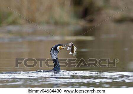 Stock Image - Great cormorant (Phalacrocorax carbo), in the water with fish in beak, prey, nature river area Peenetal, Mecklenburg-Western Pomerania, Germany, Europe. Fotosearch