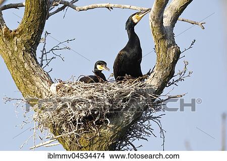 Great cormorants (Phalacrocorax carbo), couple in nest in tree, nature river area Peenetal, Mecklenburg-Western Pomerania, Germany, Europe View Large Photo Image Picture - Great cormorants (Phalacrocorax carbo), couple in nest in tree, nature river area Peenetal, Mecklenburg-Western Pomerania, Germany, Europe. Fotosearch