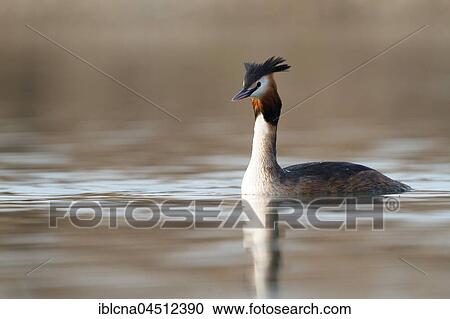 Stock Image - Great crested grebe (Podiceps cristatus) in the lake, Baden-Württemberg, Germany, Europe. Fotosearch