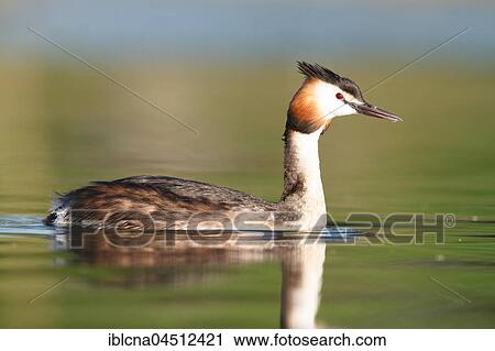 Stock Image - Great crested grebe (Podiceps cristatus) in the lake, Baden-Württemberg, Germany, Europe. Fotosearch