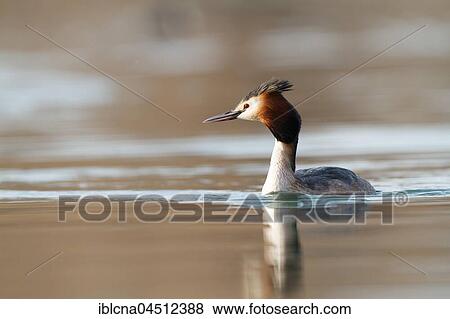 Stock Photo - Great crested grebe (Podiceps cristatus) in the lake, Baden-Württemberg, Germany, Europe. Fotosearch