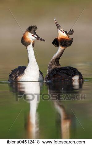 Stock Photo - Great crested grebe (Podiceps cristatus) in the lake, displaying courtship, Baden-Württemberg, Germany, Europe. Fotosearch