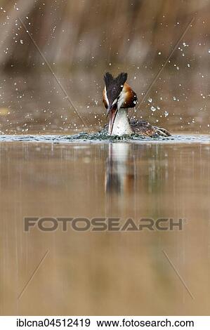 Great crested grebe (Podiceps cristatus), bathing in lake, Baden-Württemberg, Germany, Europe View Large Photo Image Stock Photo - Great crested grebe (Podiceps cristatus), bathing in lake, Baden-Württemberg, Germany, Europe. Fotosearch