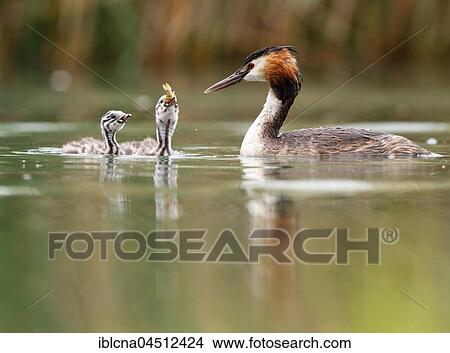 Great crested grebes (Podiceps cristatus) with young birds in the lake, feeding, Baden-Württemberg, Germany, Europe View Large Photo Image Picture - Great crested grebes (Podiceps cristatus) with young birds in the lake, feeding, Baden-Württemberg, Germany, Europe. Fotosearch