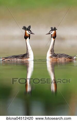 Stock Image - Great crested grebes (Podiceps cristatus) in the lake, Baden-Württemberg, Germany, Europe. Fotosearch