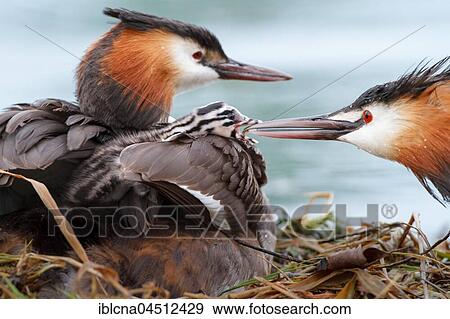 Great crested grebes (Podiceps cristatus) with young birds at the nest, feeding, Baden-Württemberg, Germany, Europe View Large Photo Image Stock Photo - Great crested grebes (Podiceps cristatus) with young birds at the nest, feeding, Baden-Württemberg, Germany, Europe. Fotosearch