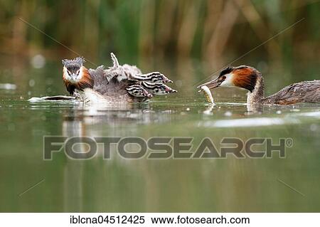 Stock Photography - Great crested grebes (Podiceps cristatus) with young birds in the lake, feeding, Baden-Württemberg, Germany, Europe. Fotosearch