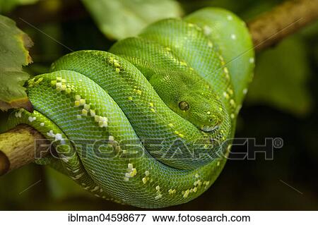 Stock Photo - Green Tree Python (Morelia viridis), captive. Fotosearch