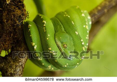 Stock Photo - Green Tree Python (Morelia viridis), young, captive. Fotosearch