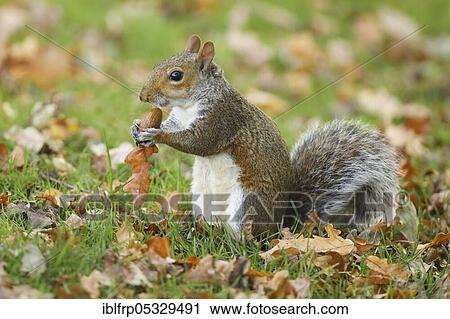 Grey haired bear, Sciurus carolinensis, Richmond Park, London, England, United Kingdom, Europe View Large Photo Image Stock Image - Grey haired bear, Sciurus carolinensis, Richmond Park, London, England, United Kingdom, Europe. Fotosearch