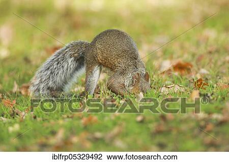 Grey haired bear, Sciurus carolinensis, Richmond Park, London, England, United Kingdom, Europe View Large Photo Image Stock Image - Grey haired bear, Sciurus carolinensis, Richmond Park, London, England, United Kingdom, Europe. Fotosearch