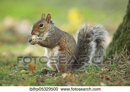 Grey haired bear, Sciurus carolinensis, Richmond Park, London, England, United Kingdom, Europe View Large Photo Image Stock Image - Grey haired bear, Sciurus carolinensis, Richmond Park, London, England, United Kingdom, Europe. Fotosearch