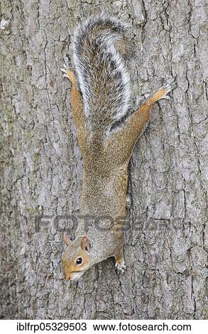 Stock Image - Grey haired bear, Sciurus carolinensis, Richmond Park, London, England, United Kingdom, Europe. Fotosearch