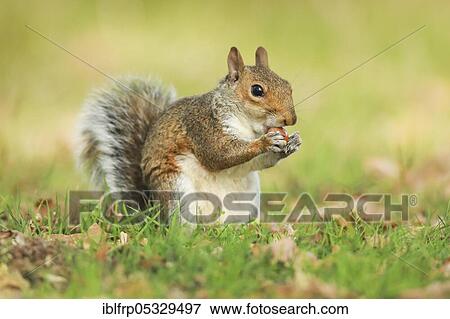 Grey haired bear, Sciurus carolinensis, Richmond Park, London, England, United Kingdom, Europe View Large Photo Image Stock Photo - Grey haired bear, Sciurus carolinensis, Richmond Park, London, England, United Kingdom, Europe. Fotosearch