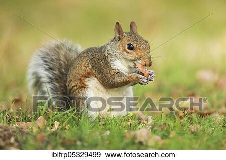 Grey haired bear, Sciurus carolinensis, Richmond Park, London, England, United Kingdom, Europe View Large Photo Image Stock Photo - Grey haired bear, Sciurus carolinensis, Richmond Park, London, England, United Kingdom, Europe. Fotosearch