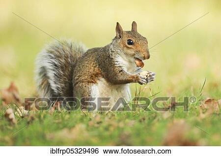 Stock Photograph - Grey haired bear, Sciurus carolinensis, Richmond Park, London, England, United Kingdom, Europe. Fotosearch