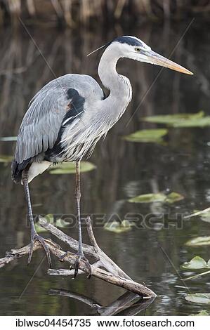 Stock Photography - Grey heron (Ardea cinerea), Anhinga Trail, Everglades National Park, Florida, USA, North America. Fotosearch