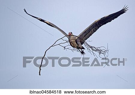 Grey heron (Ardea cinerea) flies with nesting material in the beak, Germany, Europe View Large Photo Image Stock Photo - Grey heron (Ardea cinerea) flies with nesting material in the beak, Germany, Europe. Fotosearch