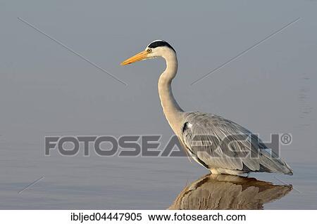Grey heron (Ardea cinerea) foraging for food, Kruger National Park, Mpumalanga, South Africa, Africa View Large Photo Image Stock Photography - Grey heron (Ardea cinerea) foraging for food, Kruger National Park, Mpumalanga, South Africa, Africa. Fotosearch