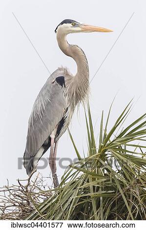 Stock Photo - Grey heron (Ardea cinerea), on palm, Everglades, Florida, USA, North America. Fotosearch